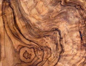 Cross section of a piece of wood