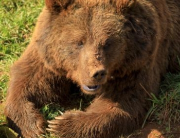 Close shot of Cantabrian brown bear