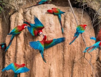 Parrots perched on a cliff