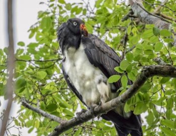 King vulture perched in a tree