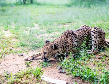 Cheetah crouching in the grass