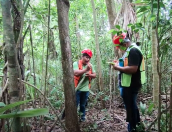 Workers standing in a forest in hard hats and safety vests