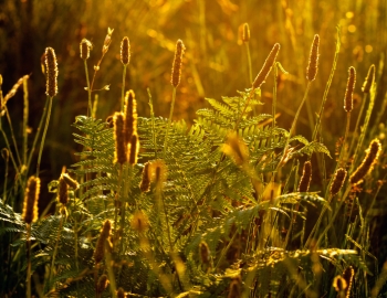 Grass in a sunset