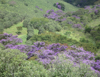 Panorama of lilac shrubs and trees