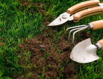 Garden hand trowel and fork standing in soil in a garden