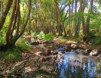image of stream in sunlit forest 