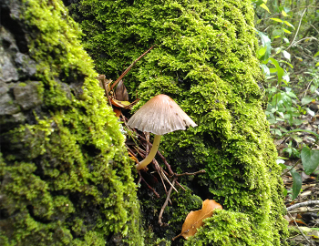 lil mushroom peeking from between mossy crevice in a tree