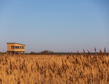 Wheat field