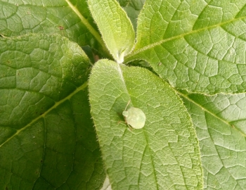 Green leaves