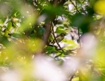 Forest conservation
