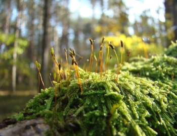 Sustainability strategy