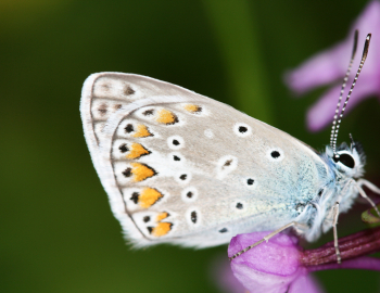 Butterfly in Slovenia 