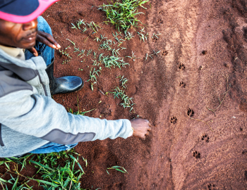 Uganda golden cat prints
