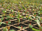 Agriculture
