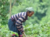 woman bends over while tending plants in Indian forest