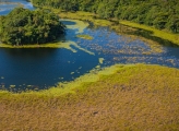 Bird's-eye view of a swampy lake surrounded by a forest