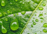 Close-up of a leaf with waterdrops