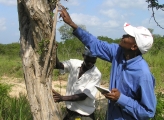 two men measure a Mpingo tree