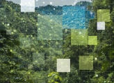 shot of forest with overlay of opaque squares and gridline