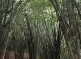 tall shoots of bamboo in bamboo forest