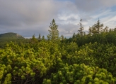 A young coniferous forest 