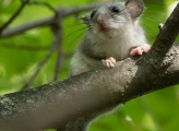 Fat dormouse sitting on a tree branch