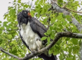 King Vulture perched on branch surrounded by green leafy tree