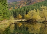 Autumn forested mountain and lake in Italy
