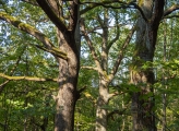 dense tree trunks in spring 