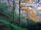 FSC-certified forests in Devesa 1, Spain