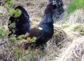 Capercaillie bird in Scotland
