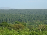 Plantation and natural forest in Uganda 