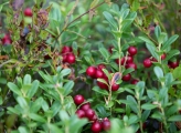 Close-up of cranberries