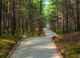 Wooden path winding through a sunny pine forest