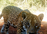 camera trap image close up of jaguar in peruvian rainforest