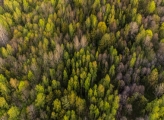 Forest from above 