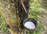 Rubber tapping Vietnam