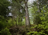 FSC-certified forest France