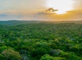 drone shot of mexican forest at sunset