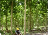 Forest worker surveys tree trunk in Panama forest