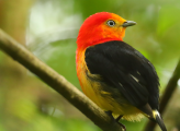 red yellow and black winged bird perched on branch