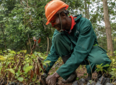 Ugandan forester cares for saplings