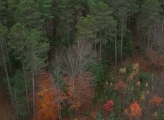 An aerial image captures a photo of a forest from above, alluding to the topic of climate change solutions.  