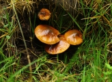 close up of mushrooms in ecuador