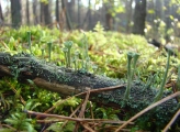 Fungi in Poland
