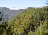 Chilean forests