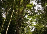 Peruvian forest