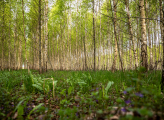 Lithuanian Forest