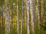 Birch trees