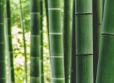 Bamboo